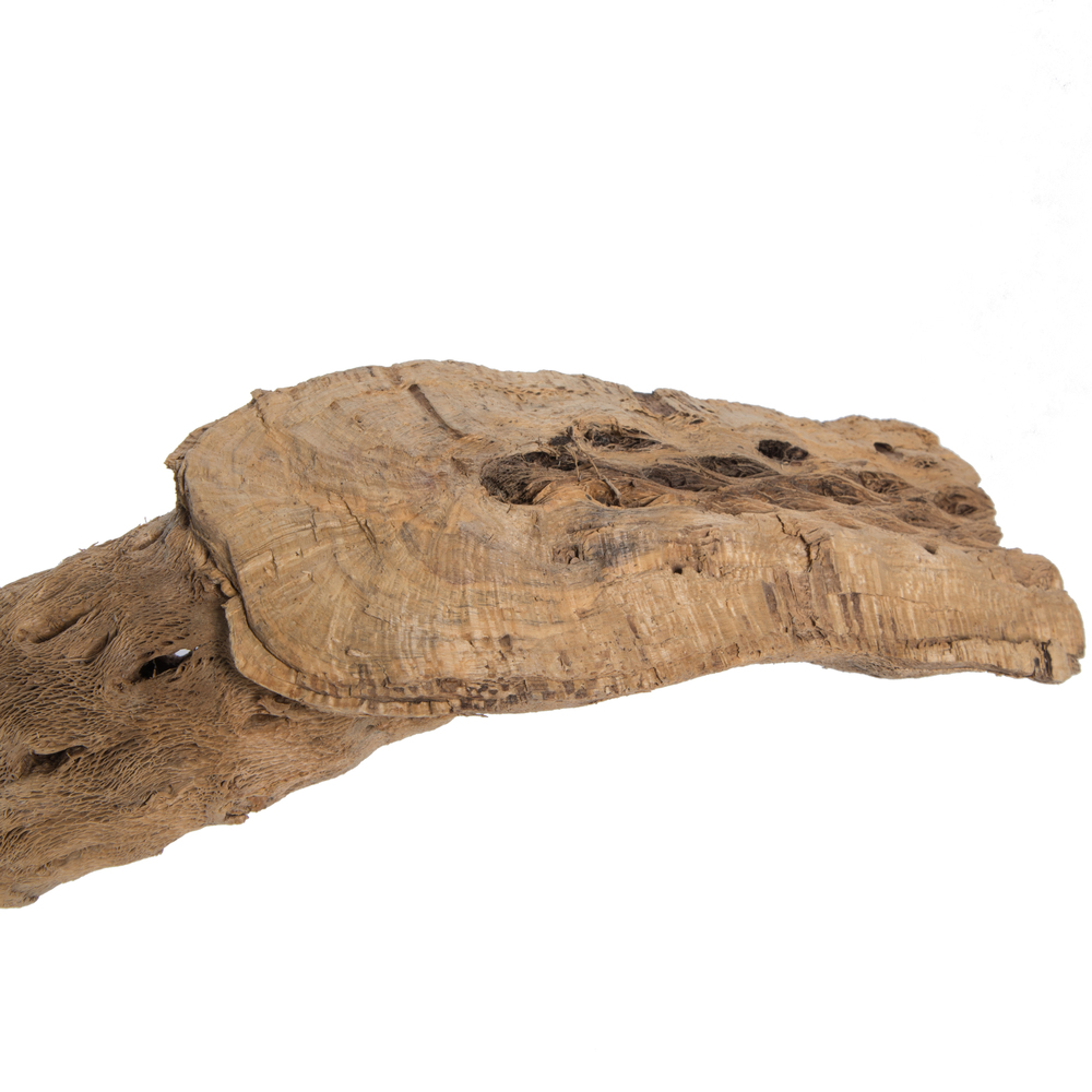 Vickerman Natural Cholla Cactus Segment, Dried