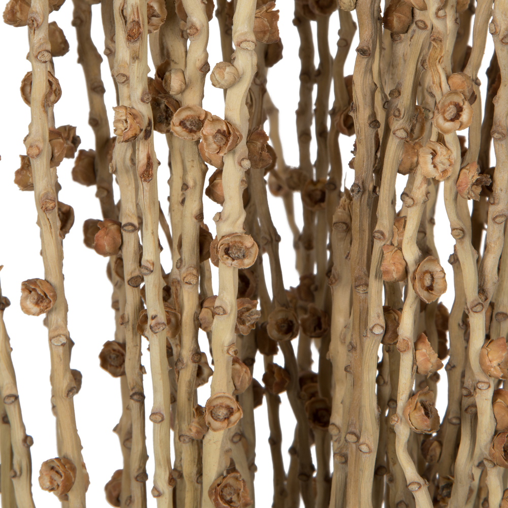 36-38" Natural Deglet Nour Branch Bundle