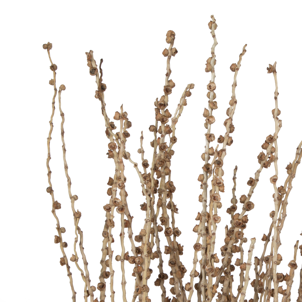 36-38" Natural Deglet Nour Branch Bundle