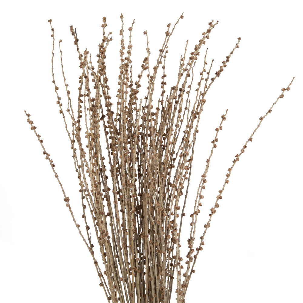 36-38" Natural Deglet Nour Branch Bundle