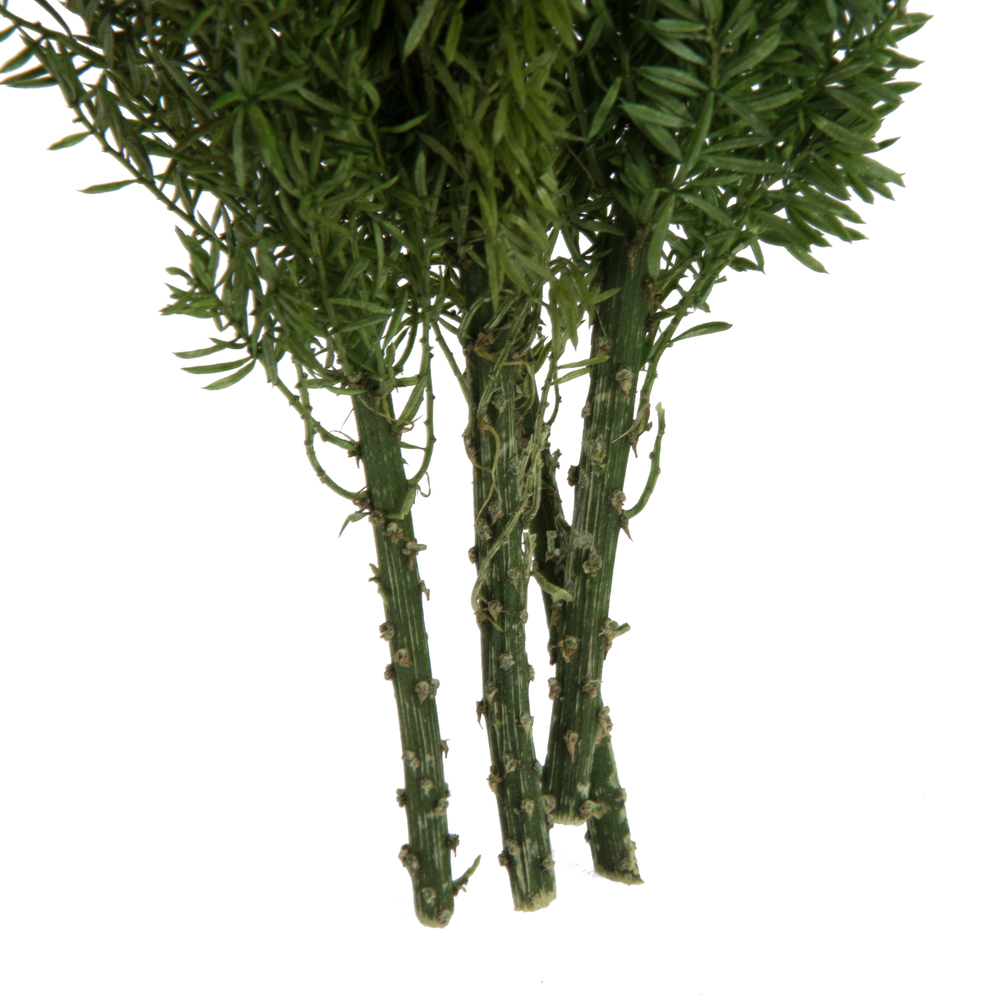 8-10" Green Foxtail Fern 16 Stem Bunch