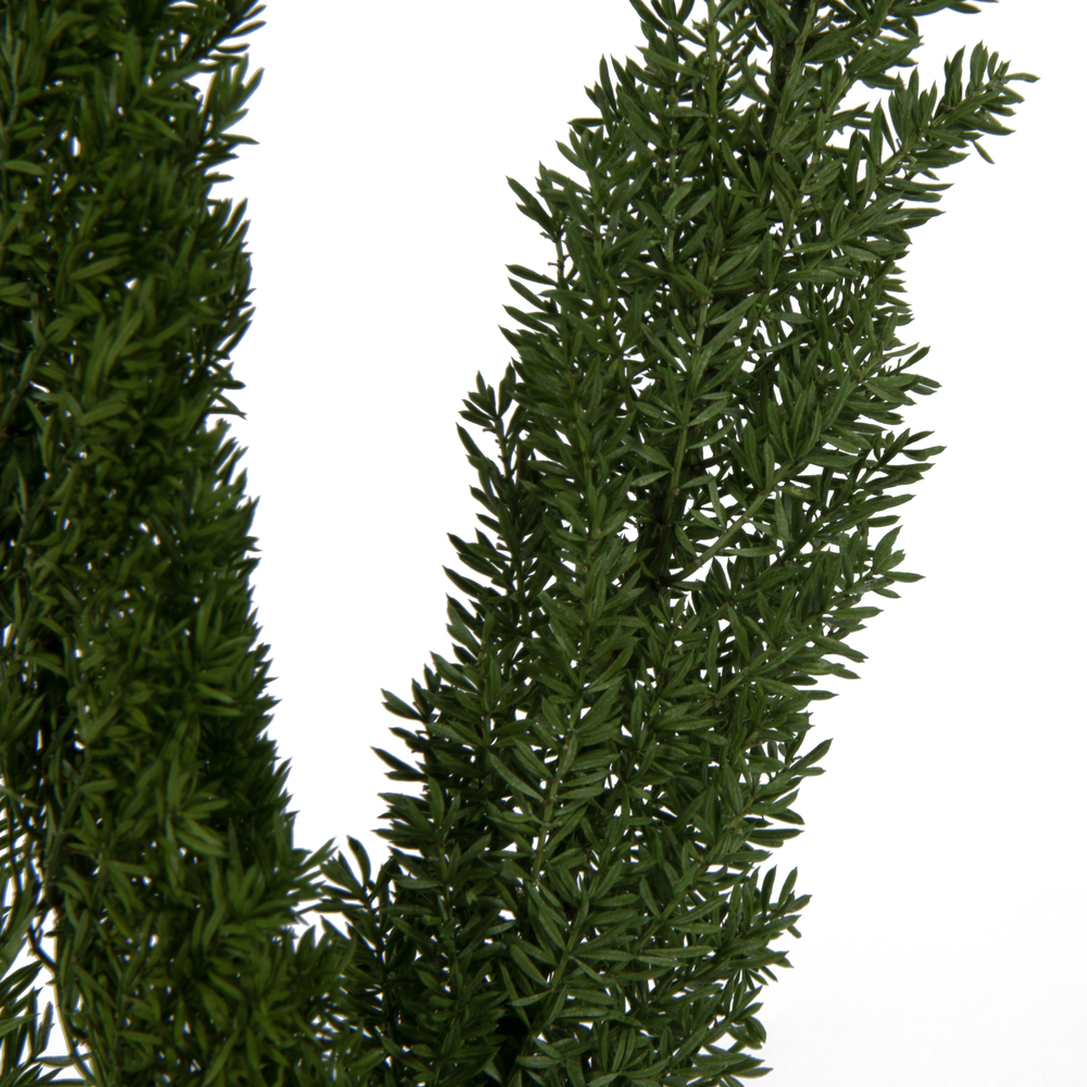 8-10" Green Foxtail Fern 16 Stem Bunch