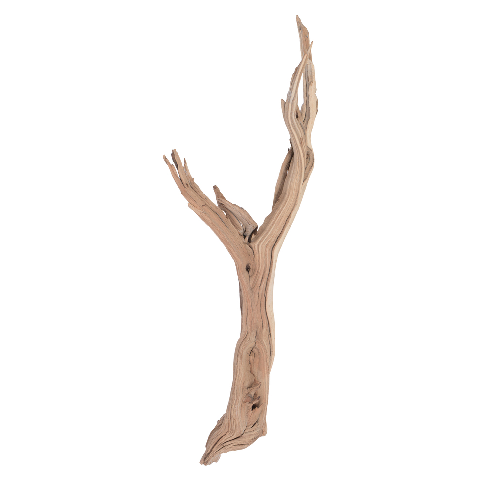 Vickerman Ghostwood Manzanita, Dried