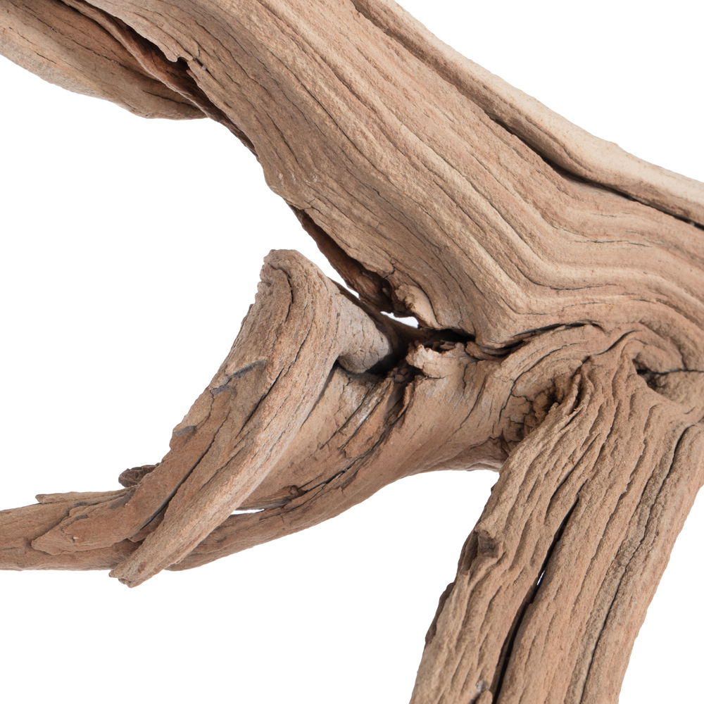 Vickerman Ghostwood Manzanita, Dried