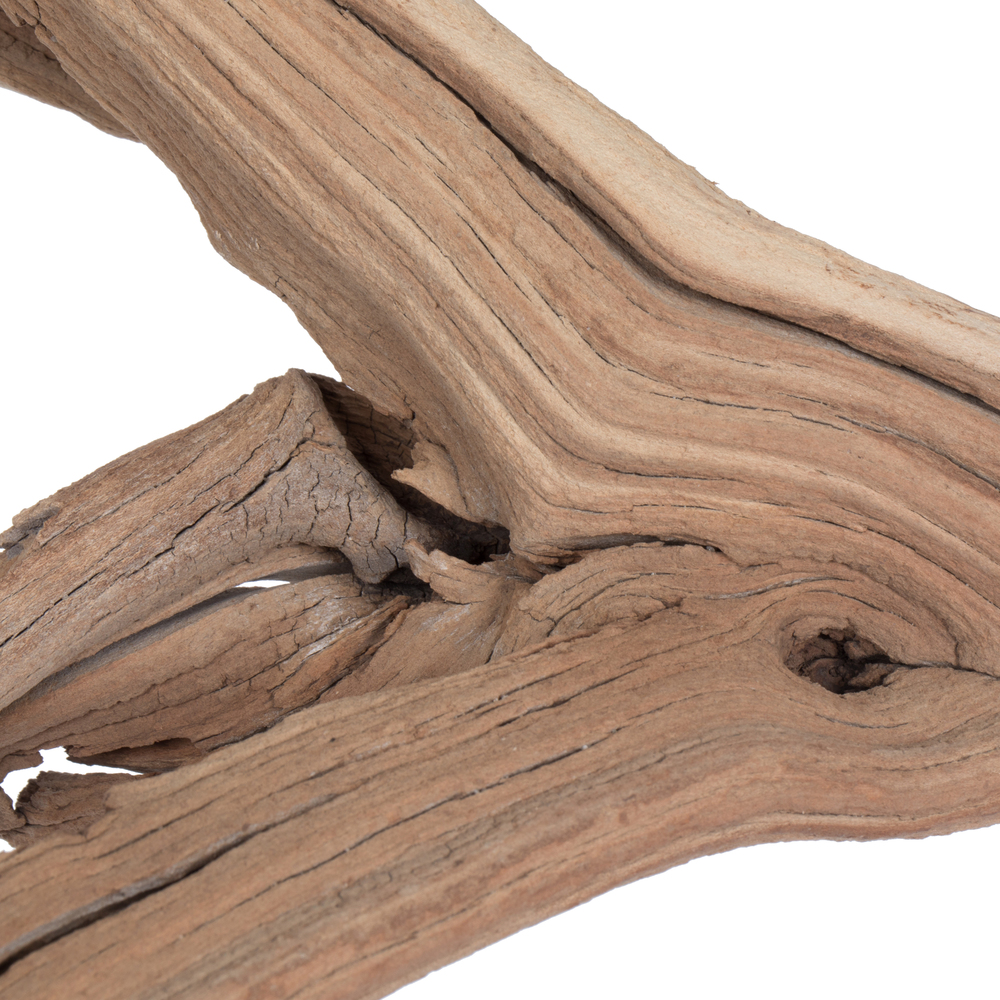 Vickerman Ghostwood Manzanita, Dried