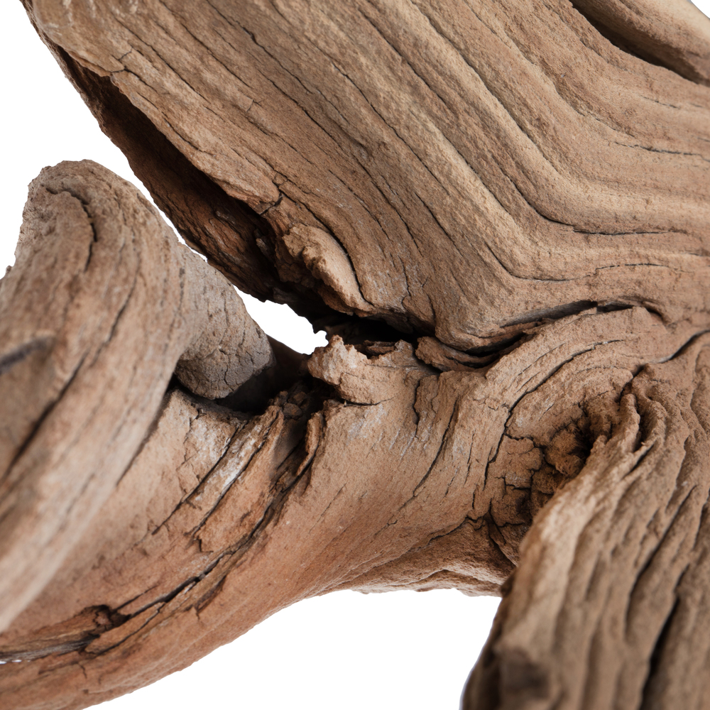 Vickerman Ghostwood Manzanita, Dried