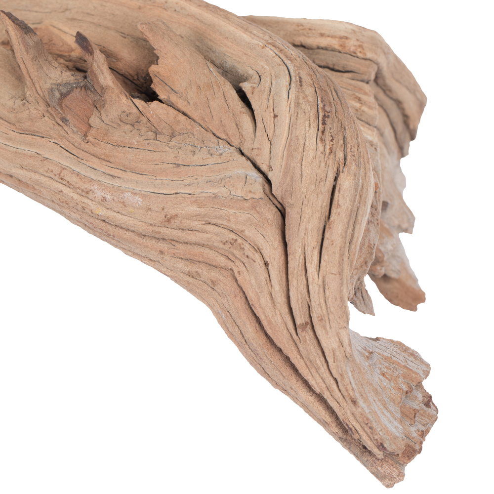 Vickerman Ghostwood Manzanita, Dried