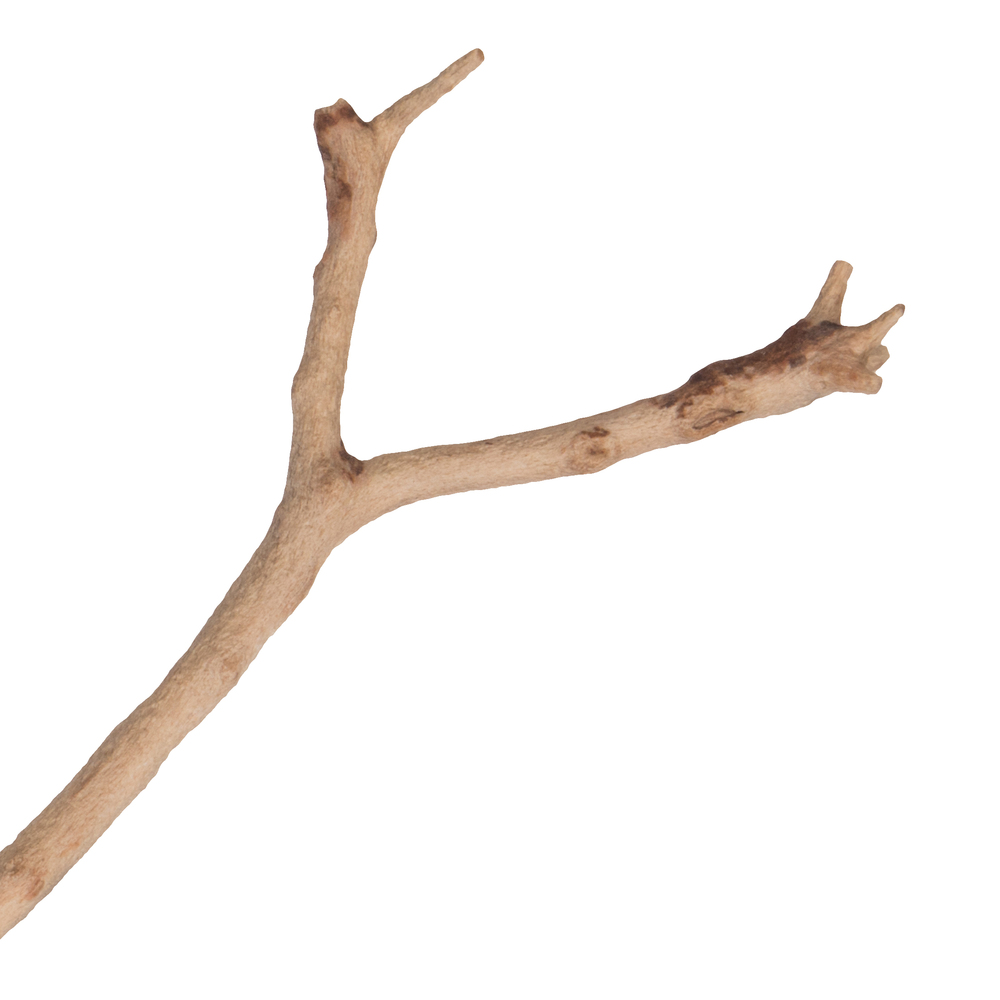 Vickerman Manzanita Tree Branch, Dried