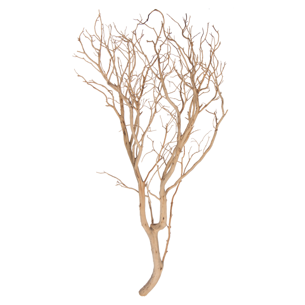 Vickerman Manzanita Tree Branch, Dried