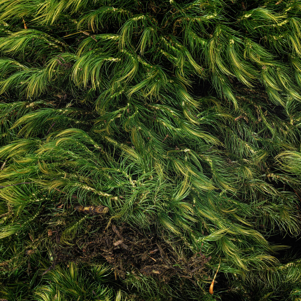 Premium Green Mood Moss - 2.75 lbs/Bx