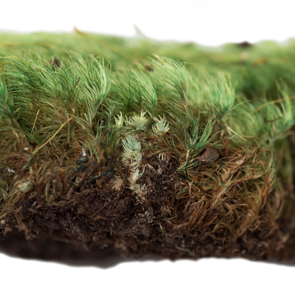 Premium Green Mood Moss - 2.75 lbs/Bx