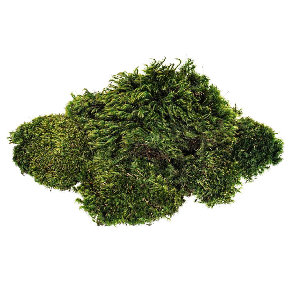 Premium Green Mood Moss - 2.75 lbs/Bx