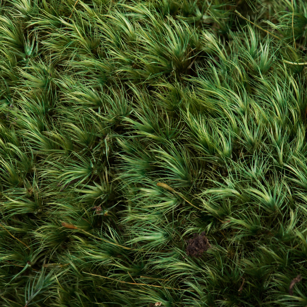 Premium Green Mood Moss - 2.75 lbs/Bx