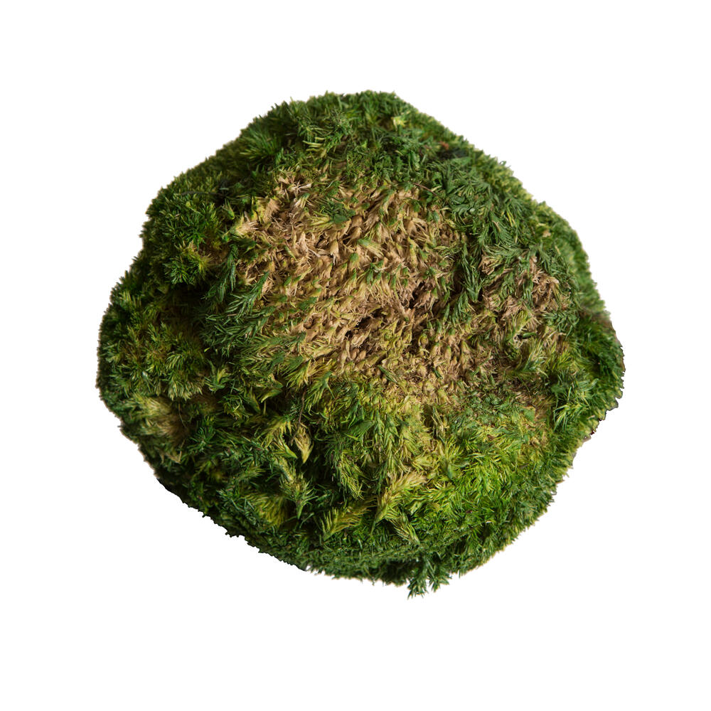 1 Lb. Apple Green Pole Moss
