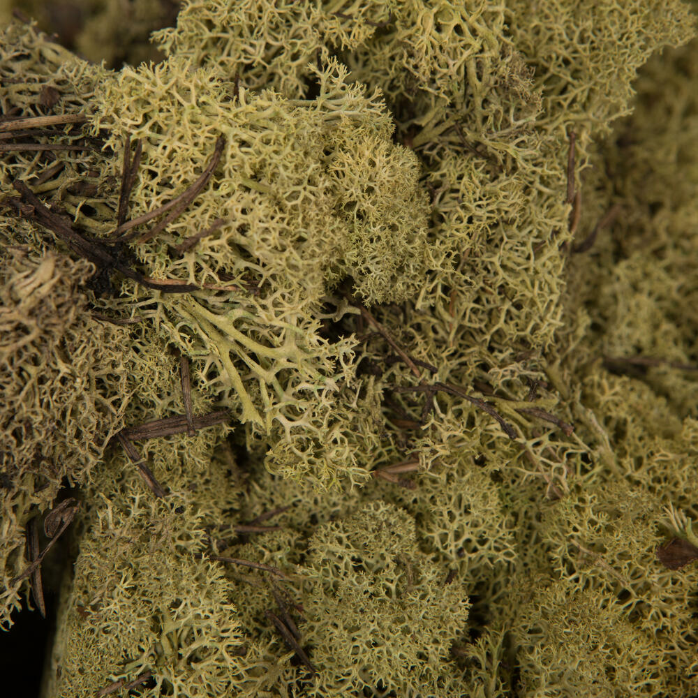 Vickerman Natural Botanicals Reindeer Moss