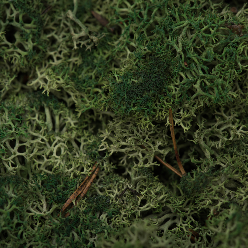 Vickerman Natural Botanicals Reindeer Moss