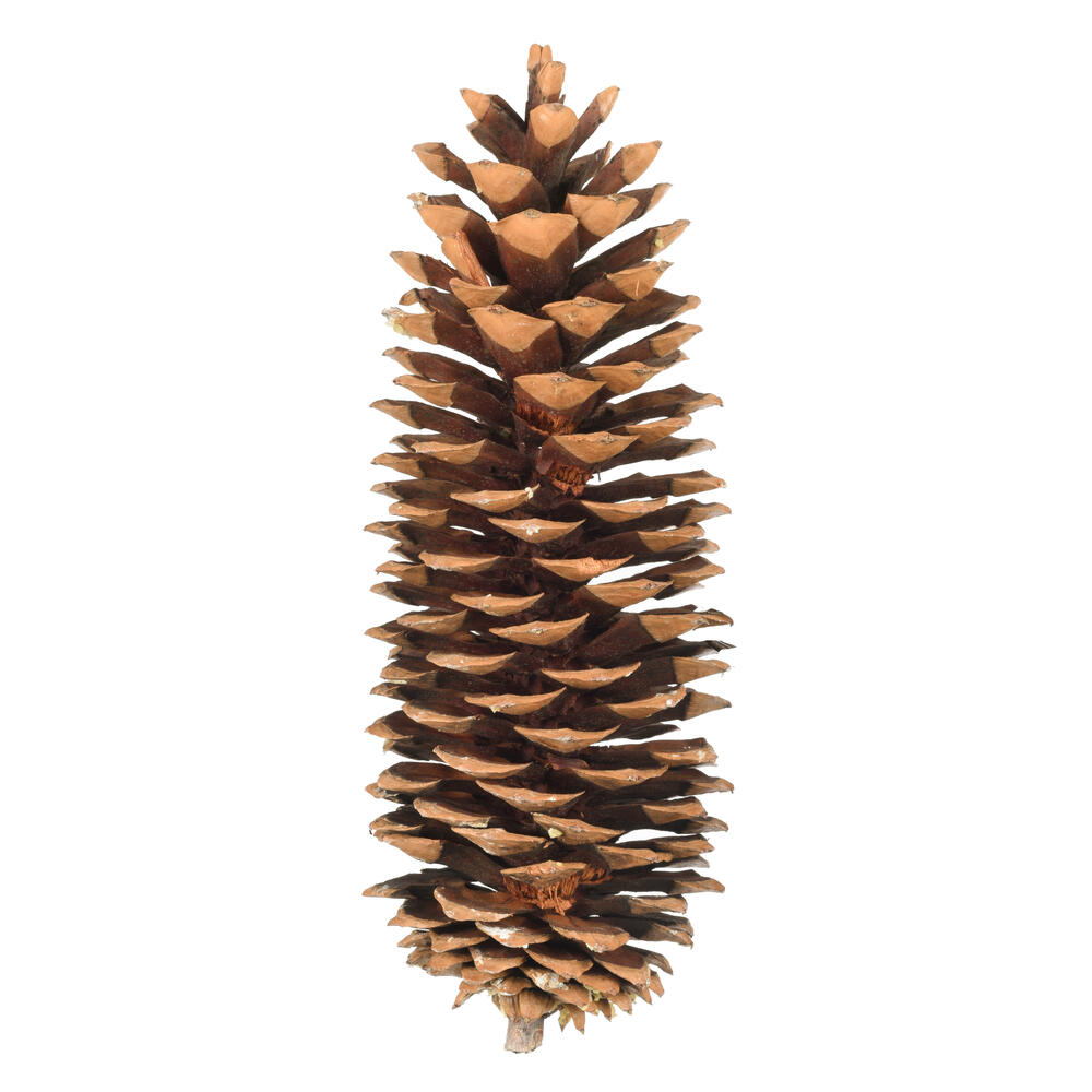9.5"-10" Sugar Pinecone 7/Pack