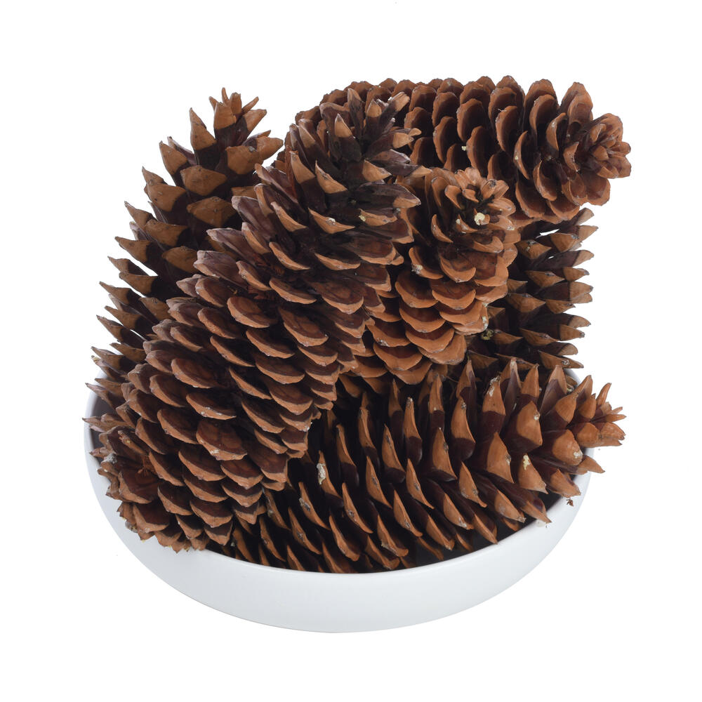 9.5"-10" Sugar Pinecone 7/Pack