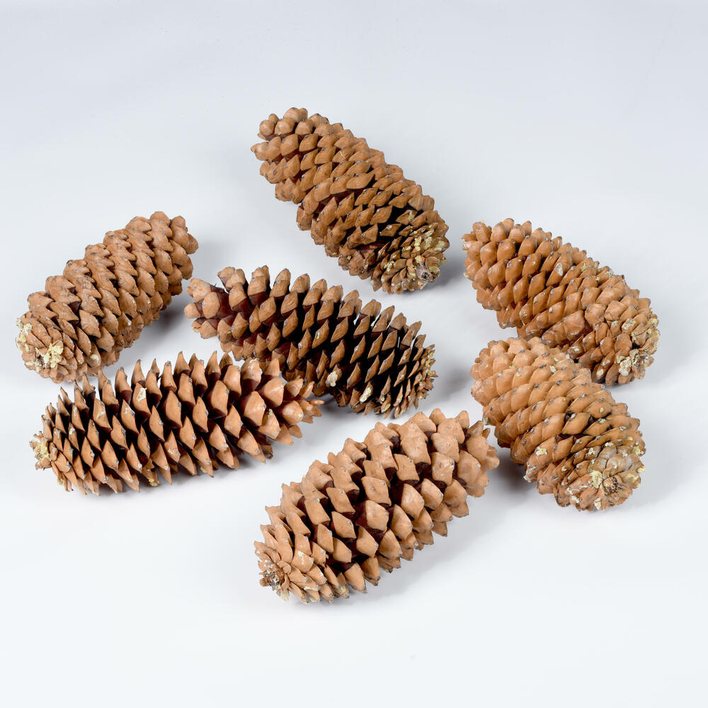 9.5"-10" Sugar Pinecone 7/Pack