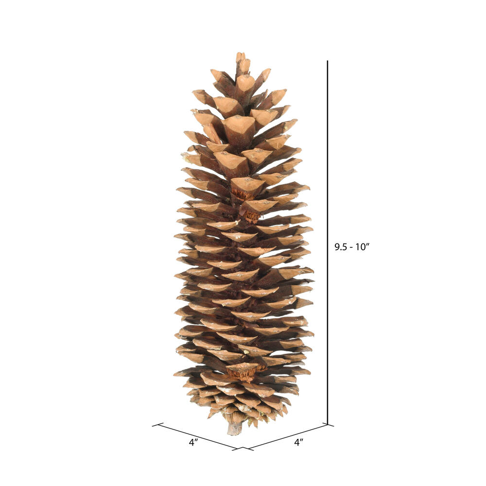 9.5"-10" Sugar Pinecone 7/Pack