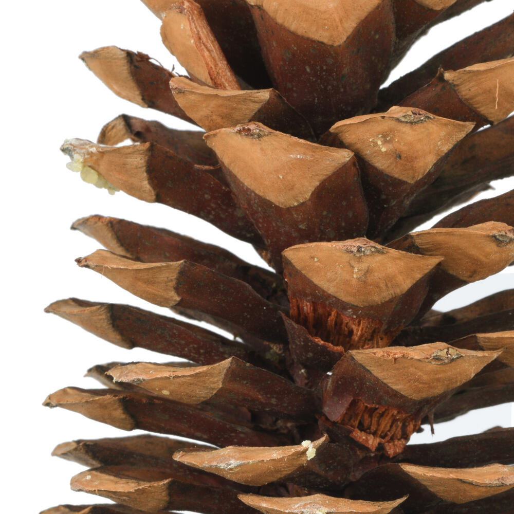 9.5"-10" Sugar Pinecone 7/Pack