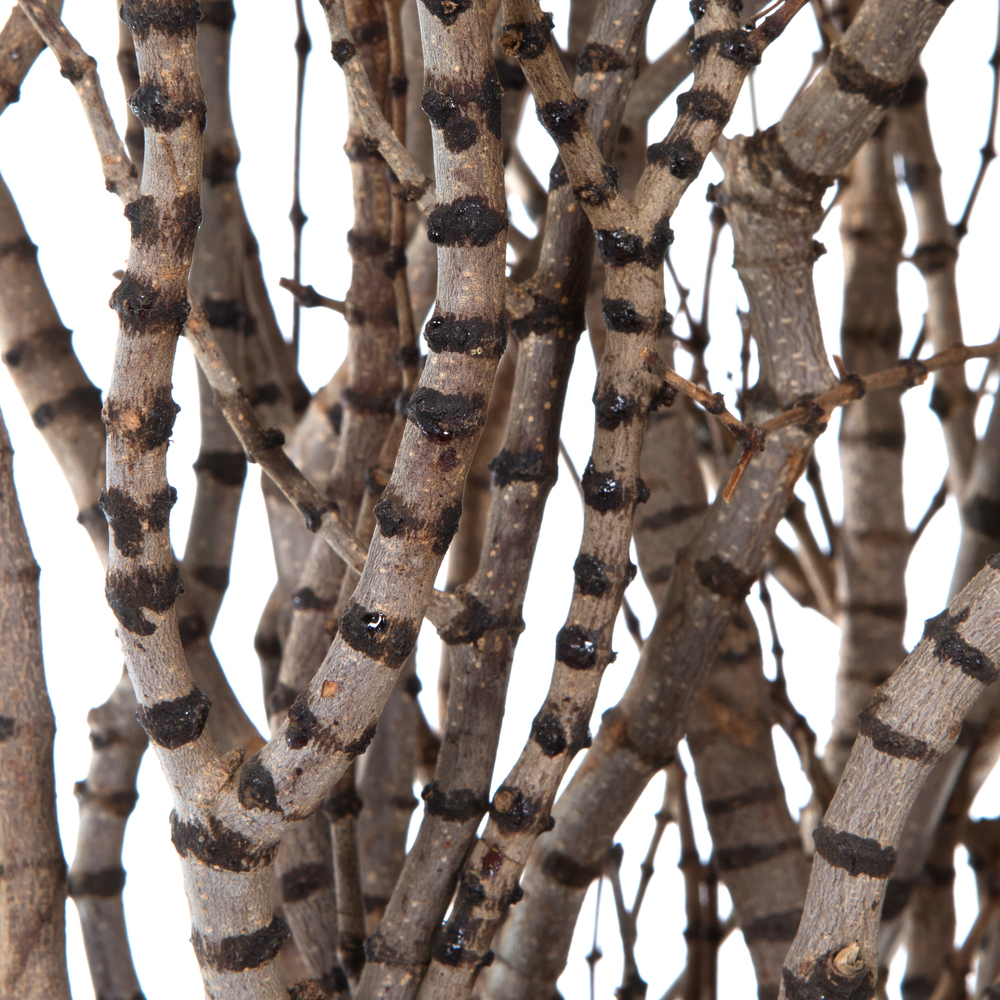 36" Tigerwood Stem Bundle - 25/Pk