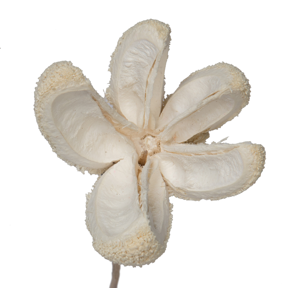 20" Bullet Flower Bleached Stems 50/pk