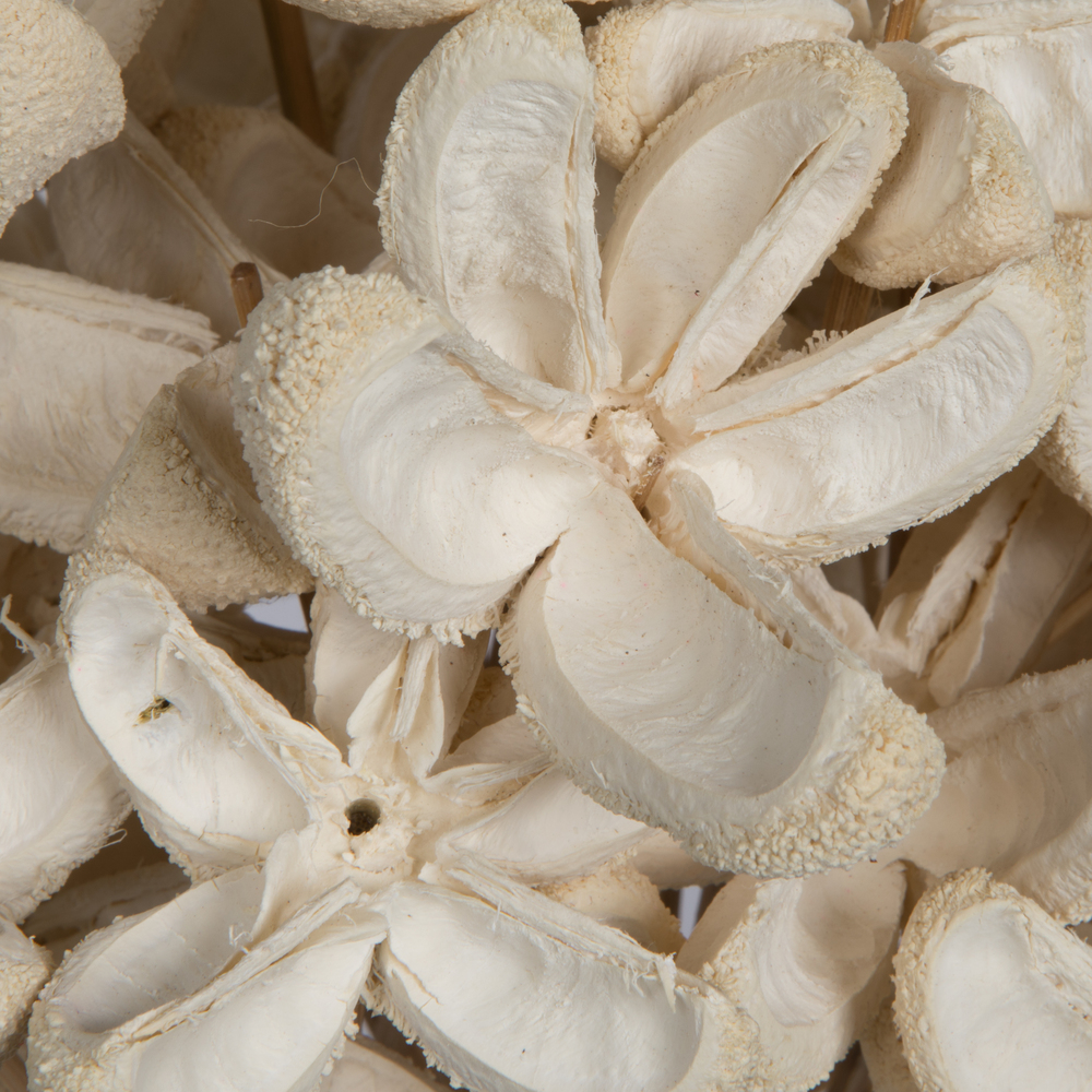 20" Bullet Flower Bleached Stems 50/pk