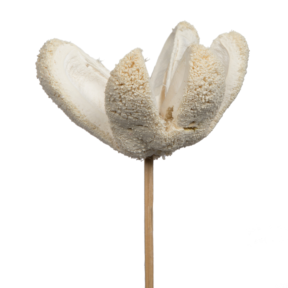 20" Bullet Flower Bleached Stems 50/pk