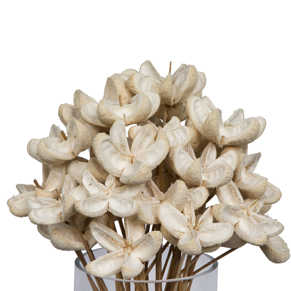 20" Bullet Flower Bleached Stems 50/pk