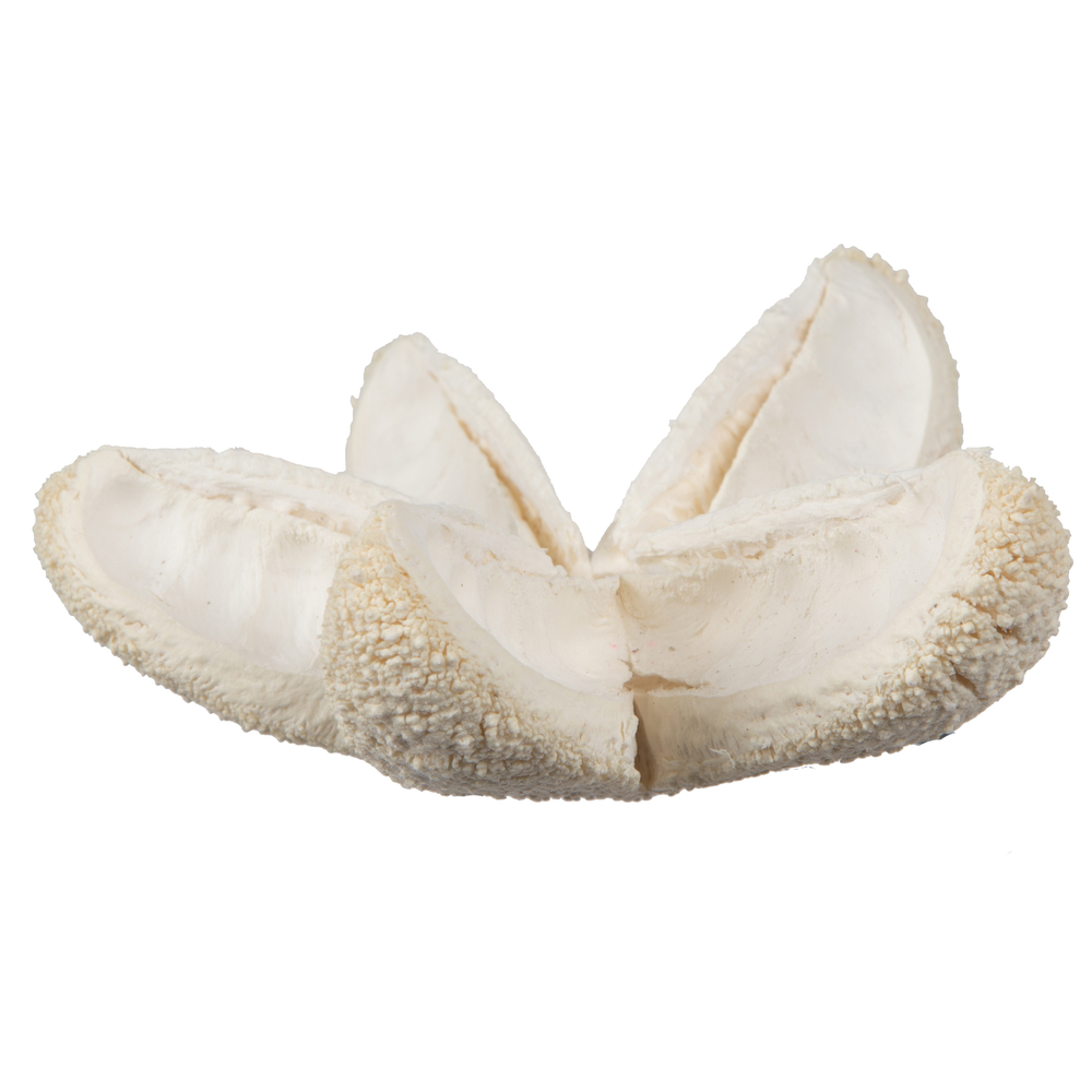 2.36" Bullet Flower Bleached 50/pk