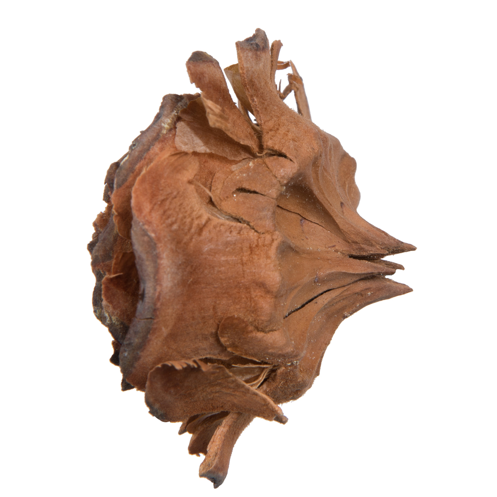 Vickerman Cedar Rose