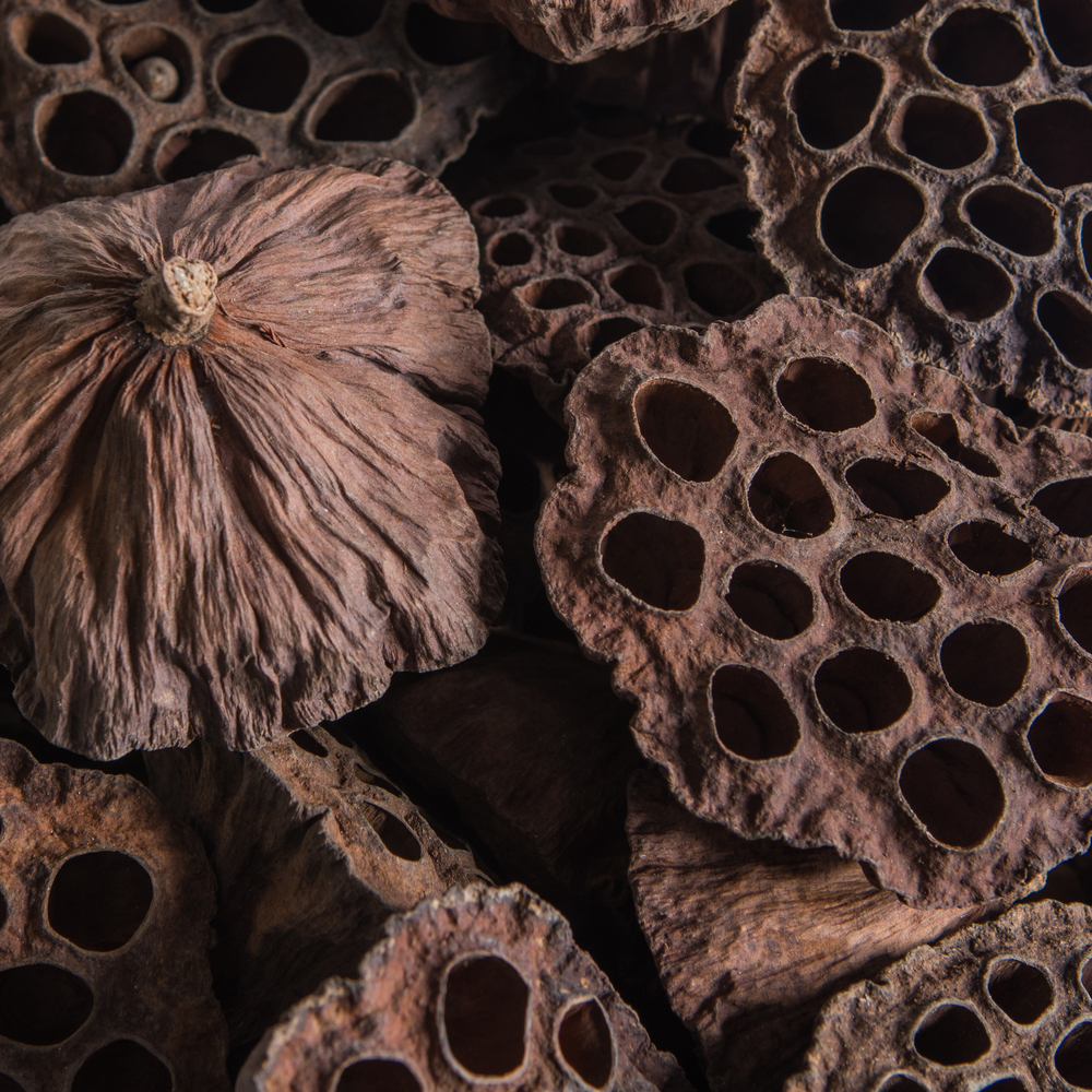 Vickerman Natural Botanicals Lotus Pod