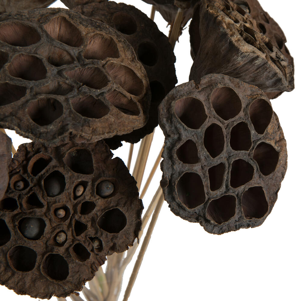 20" Lotus Pod Medium on Stem 50/pk