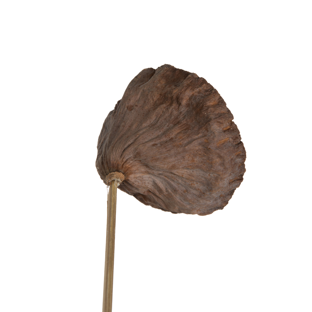 20" Lotus Pod Medium on Stem 50/pk