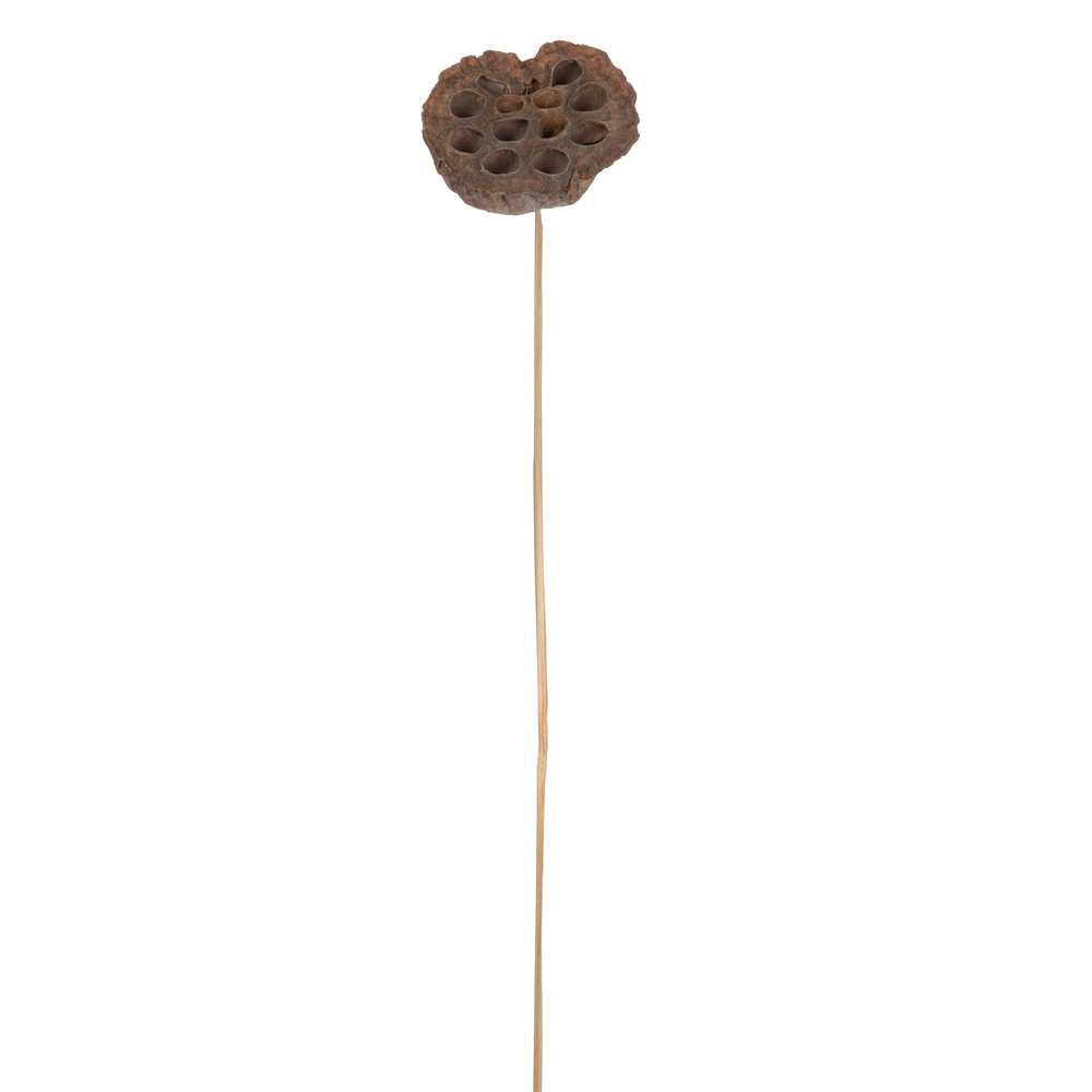 20" Lotus Pod Medium on Stem 50/pk