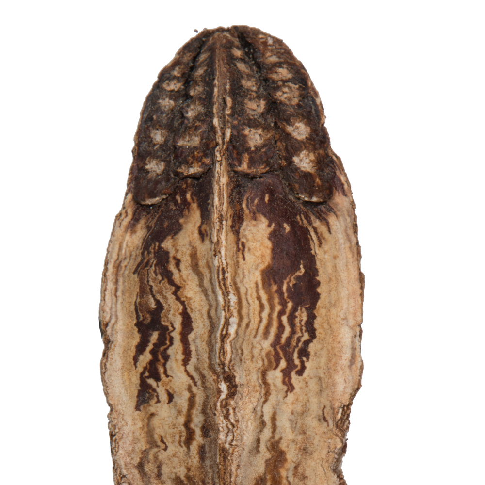 2.8" Mahogany Pods Natural 100/pk