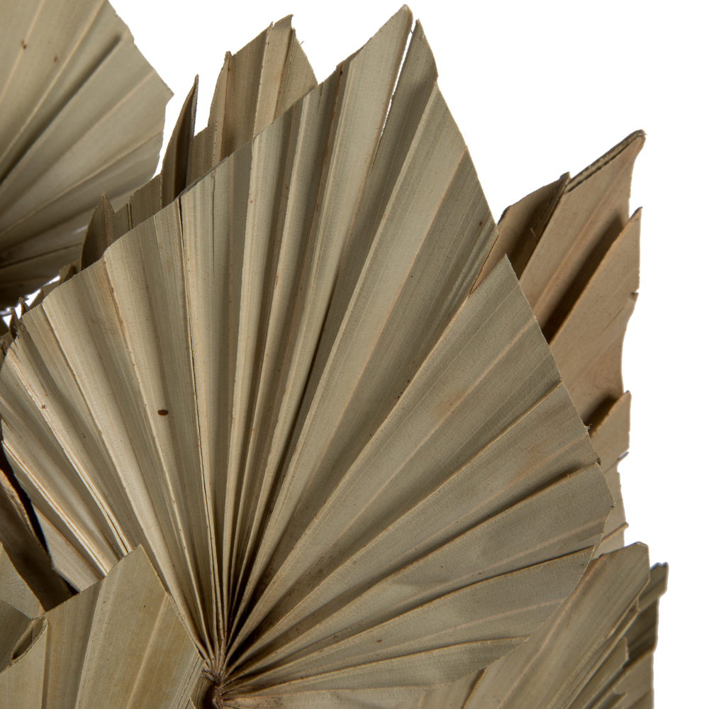 16-20" x 5" Dried Nat Palm Spear 50/pk