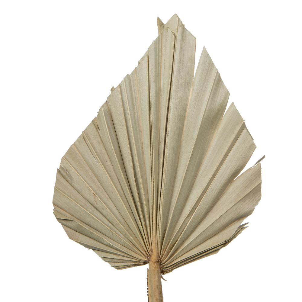 16-20" x 5" Dried Nat Palm Spear 50/pk