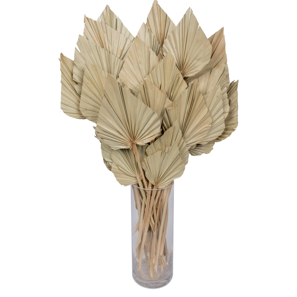 16-20" x 5" Dried Nat Palm Spear 50/pk