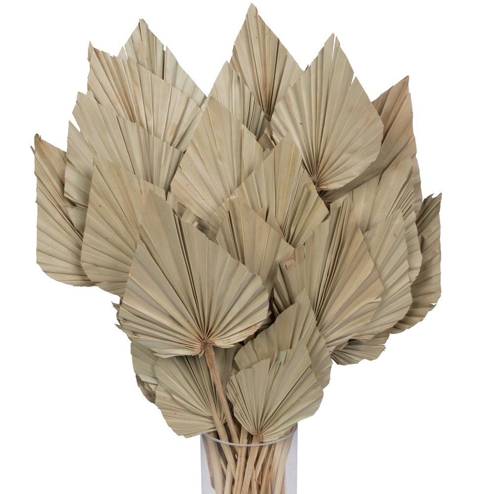 16-20" x 5" Dried Nat Palm Spear 50/pk