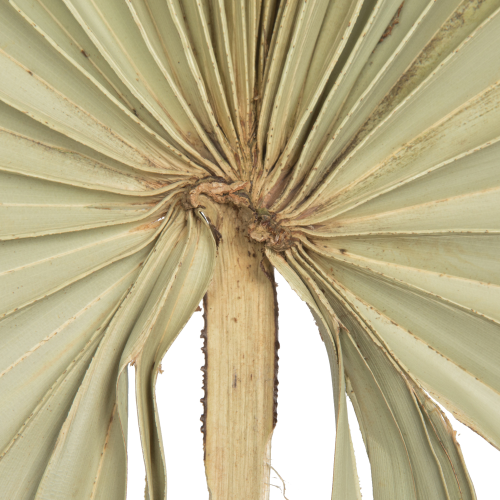 32-40" Natural Palm Leaf Uncut 12/bg