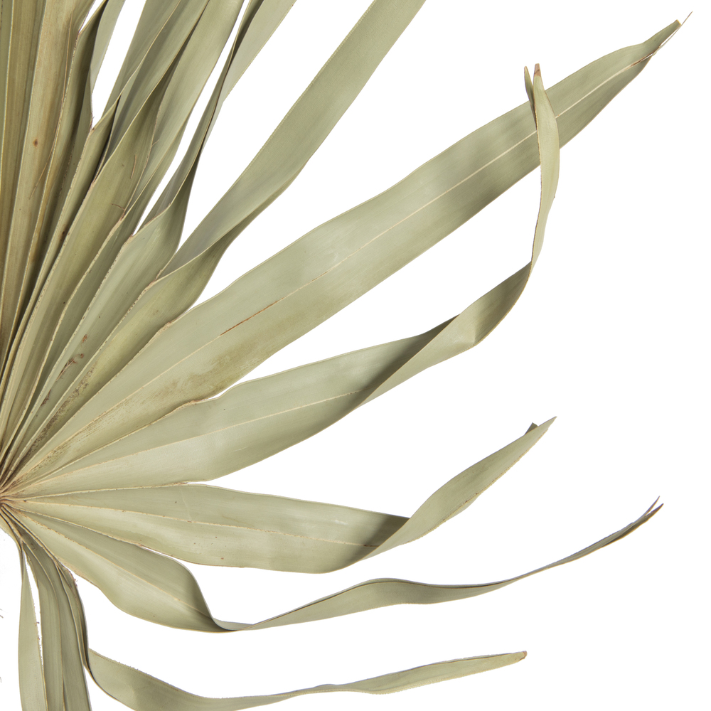 32-40" Natural Palm Leaf Uncut 12/bg