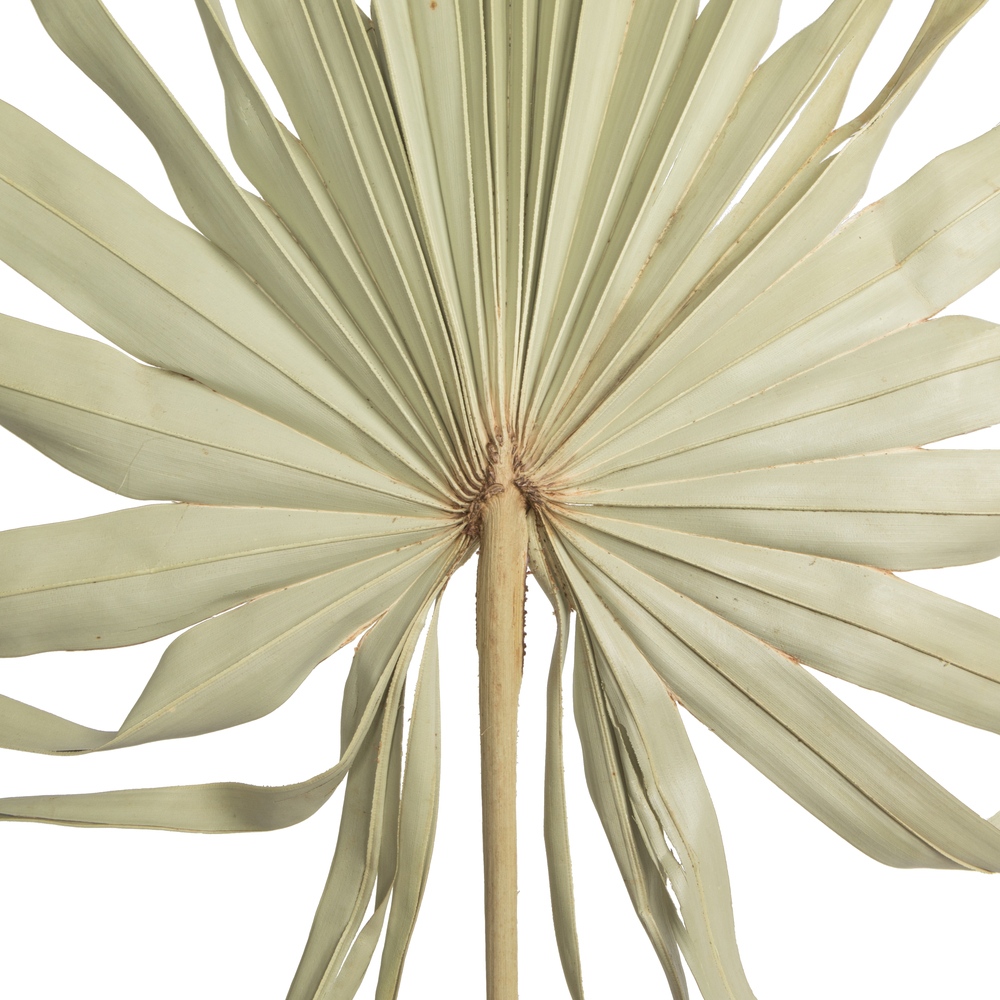32-40" Natural Palm Leaf Uncut 12/bg