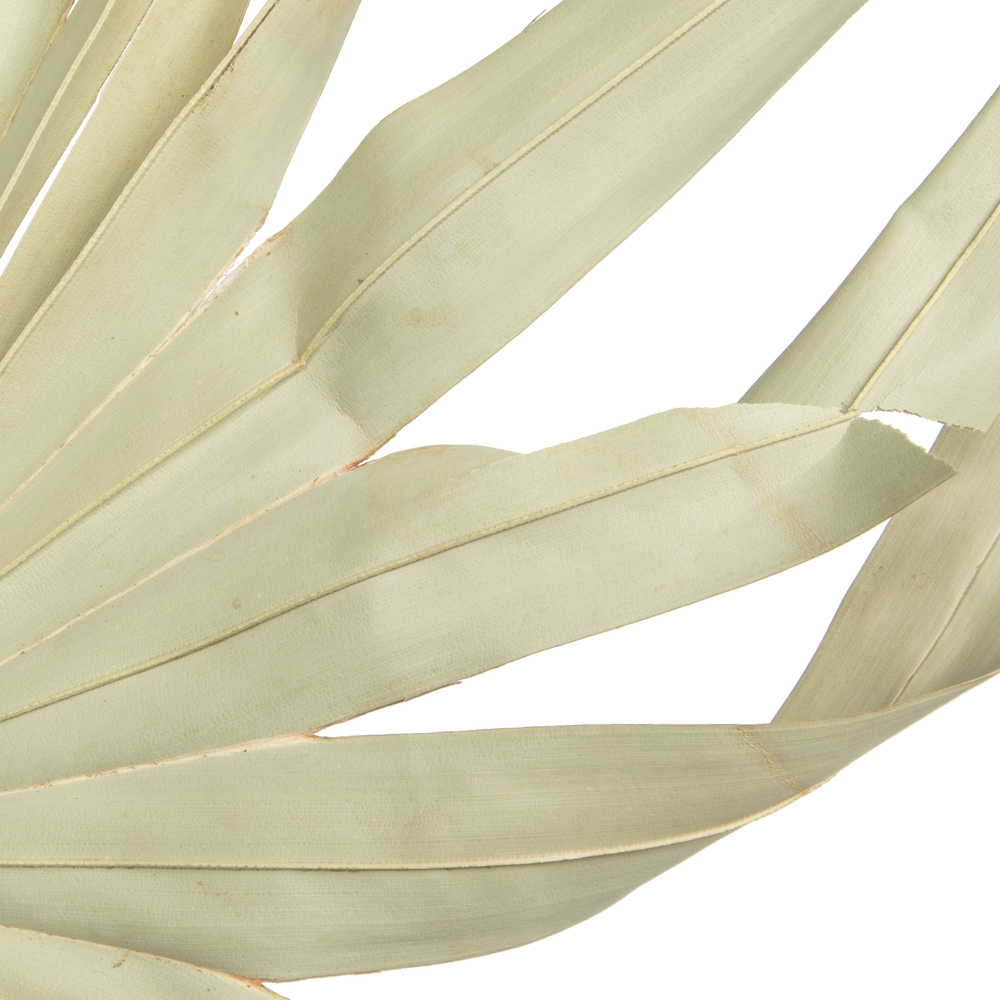 32-40" Natural Palm Leaf Uncut 12/bg
