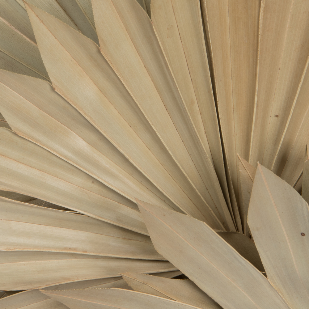 20" x 15" Dried Nat Palm Sun Spr 50/pk