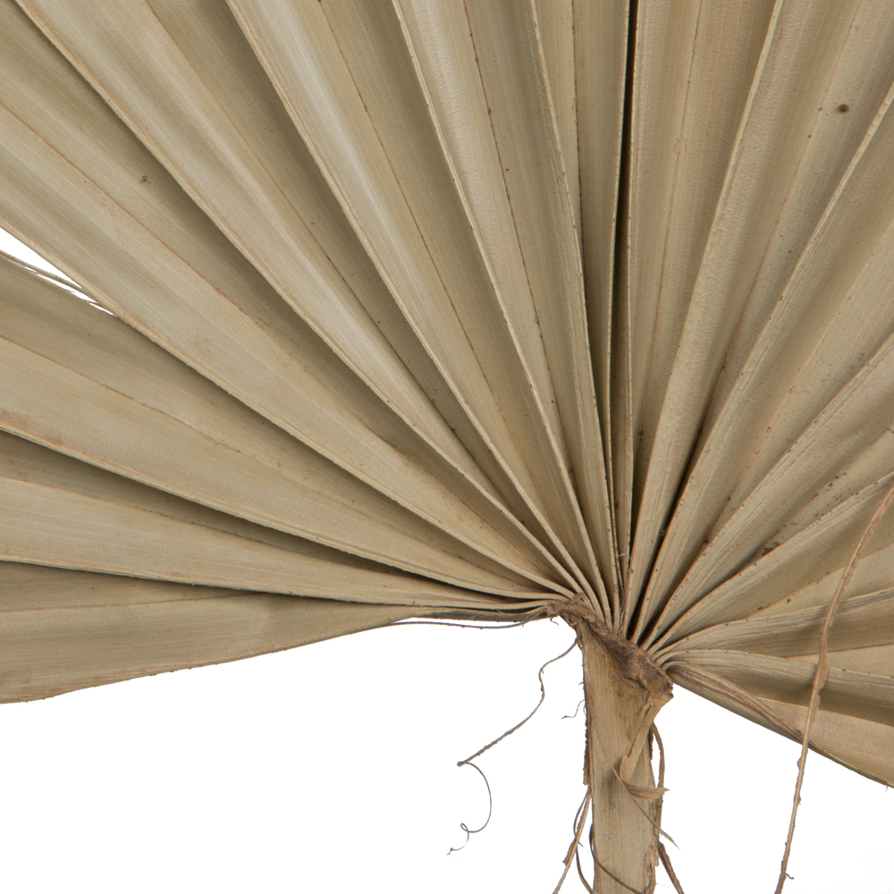 20" x 15" Dried Nat Palm Sun Spr 50/pk