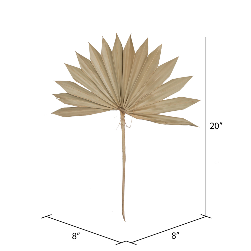 20" x 15" Dried Nat Palm Sun Spr 50/pk