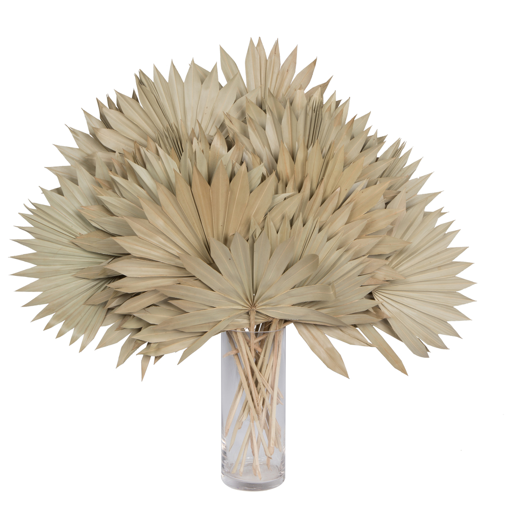 20" x 15" Dried Nat Palm Sun Spr 50/pk