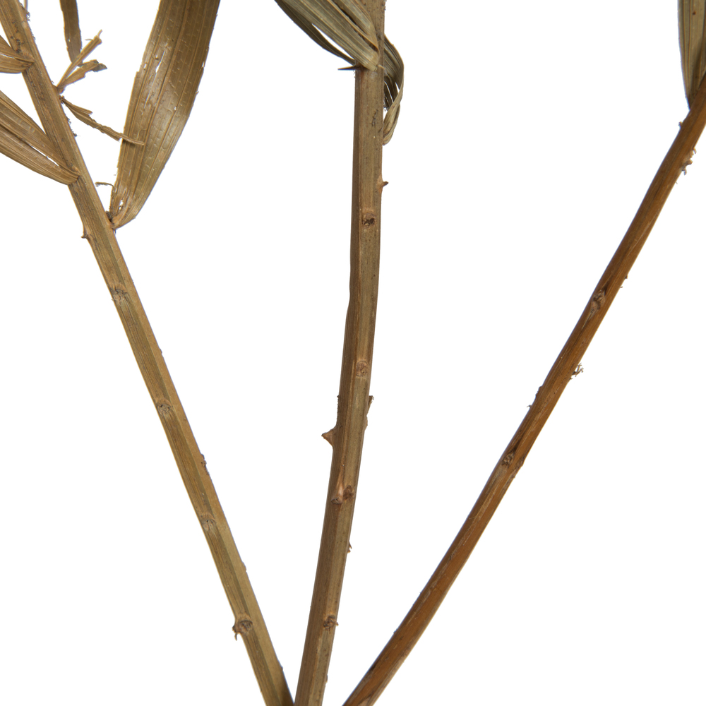 27" Rahul Stick Natural stems 8/bu
